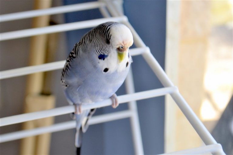 Muhabbet Kuşlarında Mantar Belirtileri ve Tedavisi İki Pati