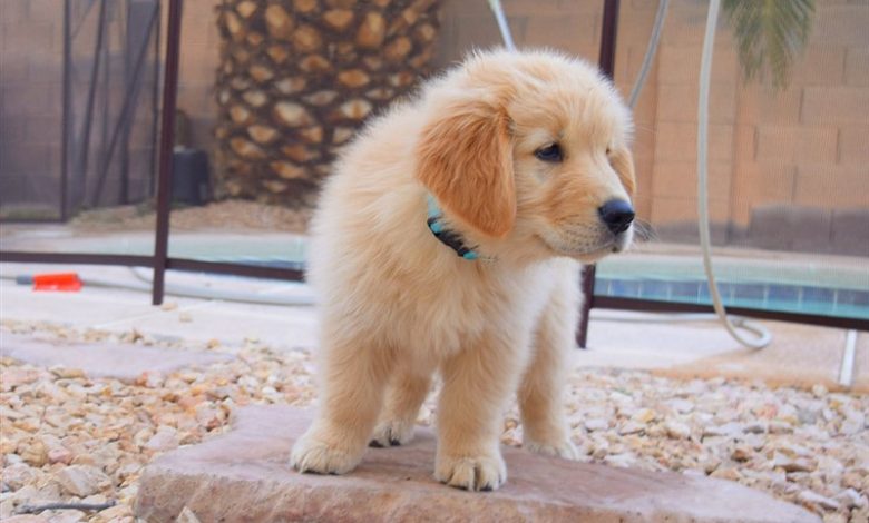 Golden Retriever Ozellikleri Ve Yavru Golden Fiyatlari Iki Pati