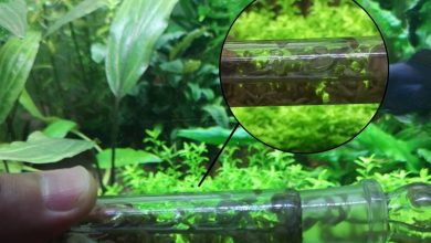 Akvaryumda Kurt ve Solucan Sorunu