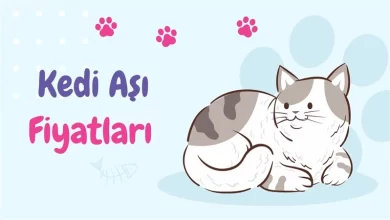 Kedi Aşı Fiyatları